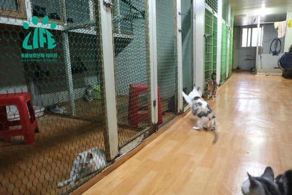 △경남 김해시에 있는 고양이 공장의 모습이다. (사진 제공 = 동물보호단체 라이프)