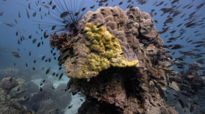 바다의 '숲' 산호초가 위험하다…태국 바다에 퍼진 '황색띠병'