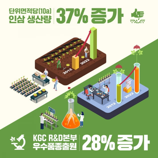 KGC인삼공사는 올해 전국 정관장 계약재배 농가를 대상으로 6년근 인삼을 구매한 결과, 10a(아르) 단위면적 기준 780㎏의 인삼을 수확했다고 29일 밝혔다. 이는 역대 최대 규모 생산량이다. 자료=KGC인삼공사