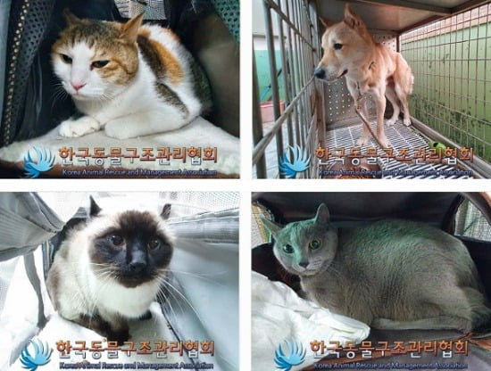 The pets raised by Lee Ki-young, who killed the taxi driver and his wife, are rescued and are awaiting adoption.  /Photo = Home page of Korea Animal Rescue Management Association 