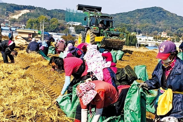 KGC인삼공사는 올해 전국 정관장 계약재배 농가를 대상으로 6년근 인삼을 구매한 결과, 10a(아르) 단위면적 기준 780㎏의 인삼을 수확했다고 29일 밝혔다. 이는 역대 최대 규모 생산량이다.  사진은 강원 철원군 갈말읍 군탄리에 있는 인삼밭에서 일꾼들이 인삼을 수확하고 있는 모습. 사진=KGC인삼공사 제공 