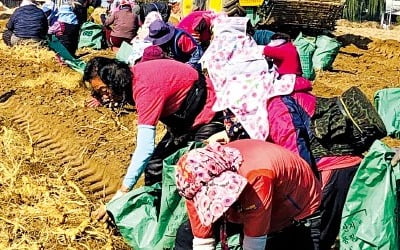 축구장 1100개 규모 밭에서 역대 최대 물량 수확…이상기후 이겨낸 비결