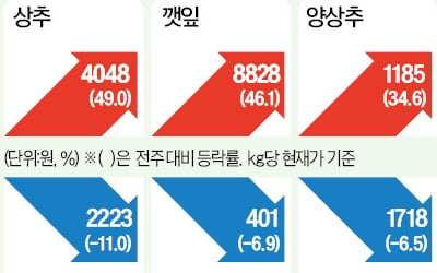 토마토값 약세…이달 초 따뜻한 날씨에 출하량 늘어