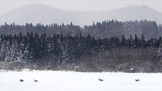 [포토] 제주 폭설…먹이 찾는 한라산 노루들