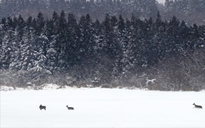 [포토] 제주 폭설…먹이 찾는 한라산 노루들