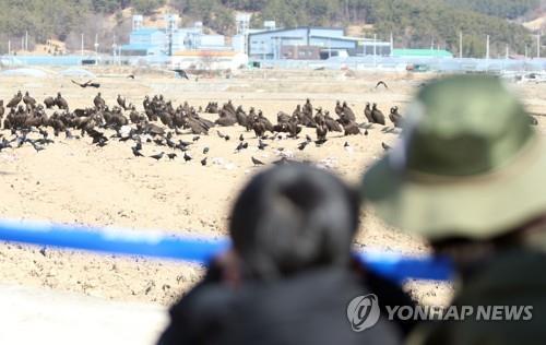 몽골에서 날아온 독수리 구경…경남 고성 독수리 생태축제