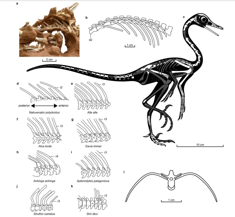 [사이테크+] 몽골서 '다이빙 새' 닮은 반수생 육식 두발 공룡 첫 발견