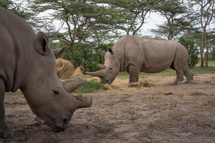 모녀 두 마리만 남은 북부흰코뿔소 멸종 문턱서 실낱 희망