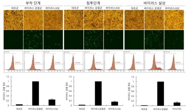 연잎 유래 성분의 독감 바이러스 억제 효능 확인