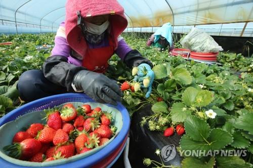 밀양 딸기로 만든 음료 내년 1월 맛본다