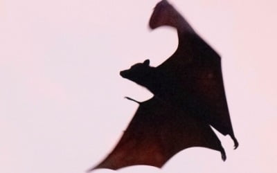 멕시코서 박쥐 물린 어린이 3명 위독...무슨 병?