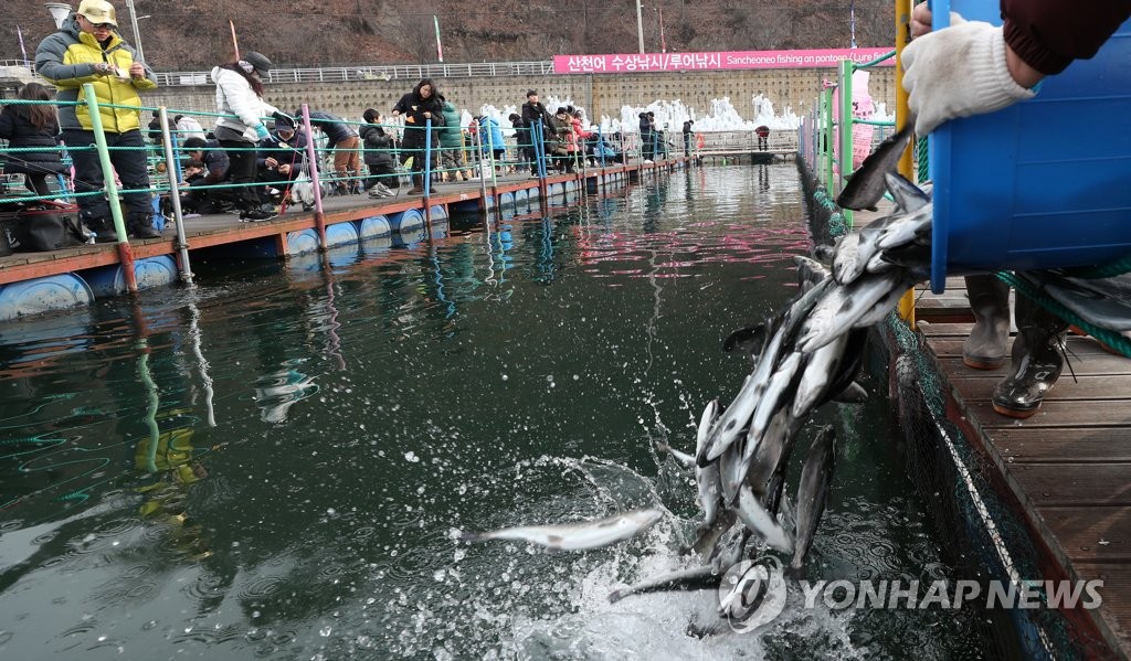 화천군, 산천어축제 개막 3주 앞두고 산천어 171t 대이동