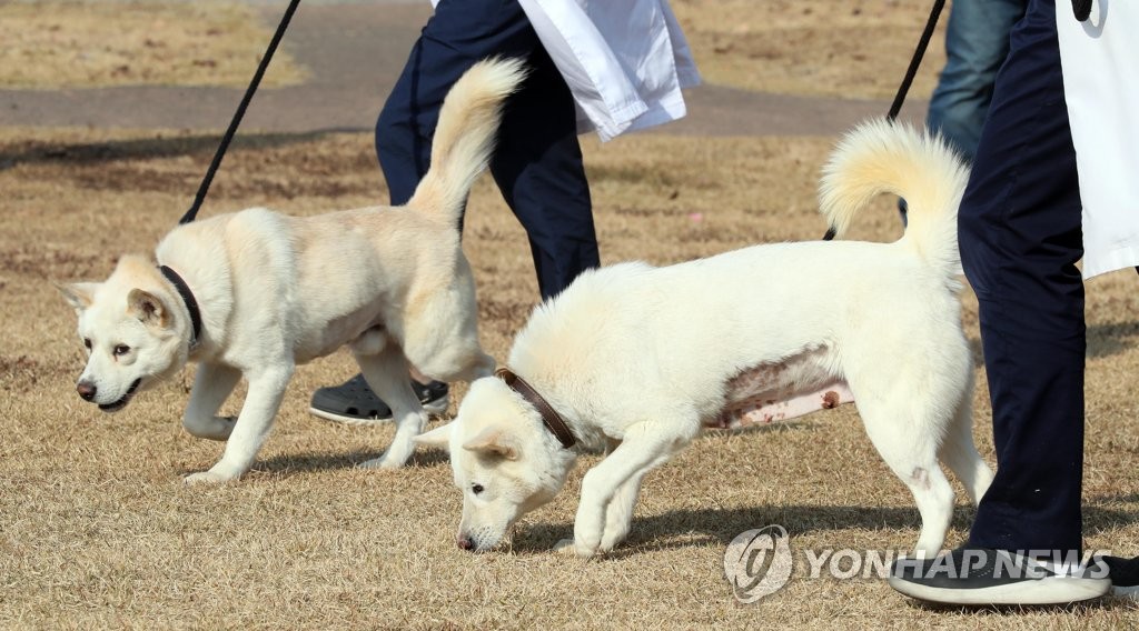 文 풍산개 '곰이'와 '송강' 광주 동물원에 보금자리