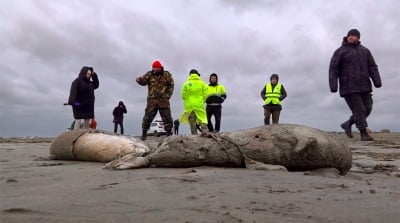 러시아 해안서 '바다표범 떼죽음'…2500마리 사체 밀려와