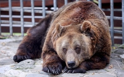 알바니아 식당서 구조된 불곰…20년 만에 '철창' 벗어난다