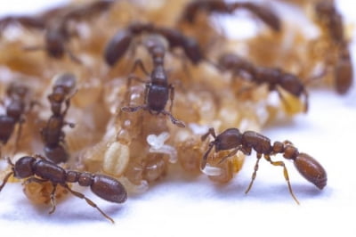 개미 번데기 '우유'같는 분비물로 발달단계 다른 세대 통합