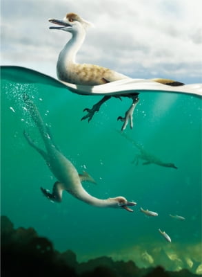 [사이테크+] 몽골서 '다이빙 새' 닮은 반수생 육식 두발 공룡 첫 발견