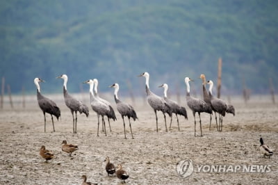 순천만 몰려드는 흑두루미, AI 폐사…"면역강화" 먹이주기 논란