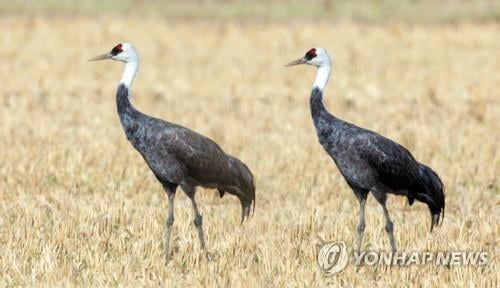 黒鶴危機一髪…AIに追われて韓国と日本の間で数回避難