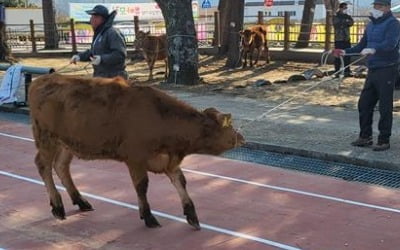 "장학금 대신 송아지 1마리"…초등학교 졸업 선물 화제