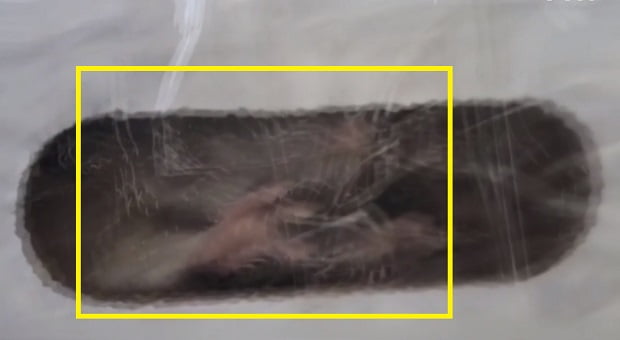 주문한 김치가 담긴 박스 안에 살아있는 쥐가 있는 모습. / 사진=YTN 캡처