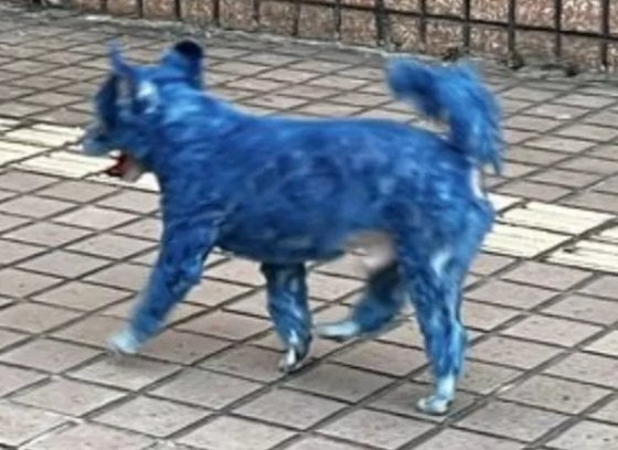 온몸이 파란색으로 염색된 강아지가 대만 거리에서 발견됐다. /사진=대만 배우 진관림 페이스북 캡처