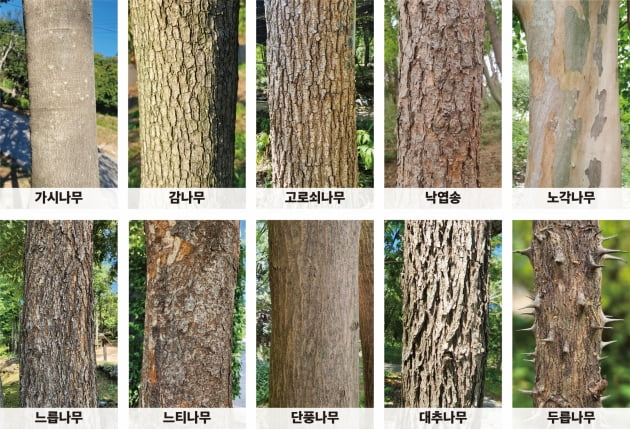산림청, 나무껍질 이미지 10만 건 공공데이터로 개방