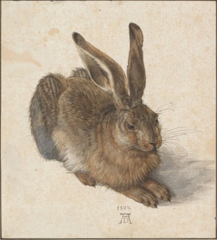 '토끼'(1502)는 뒤러의 가장 유명한 작품 중 하나다.