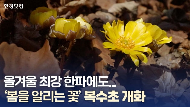 HK영상｜'봄을 알리는 꽃'…영하 7도에도 고개 내민 복수초