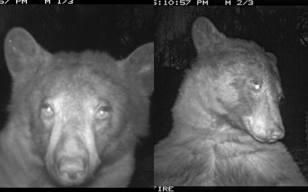 미국 콜로라도주의 자연 보호구역 내 카메라에 흑곰의 '셀카'가 여러 장 남겨져 화제다. /사진=볼더산간녹지공원 트위터, 연합뉴스