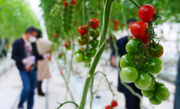 한국 모니터투어팀이 토마토 농장을 방문해 재배 과정에 관한 설명을 듣고 따는 체험을 하고 있다. / JAPAN NOW
