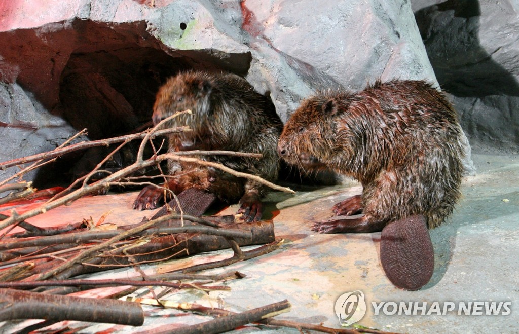 우크라에 뜻밖의 우군…"비버 댐이 러군 침공 경로 차단"