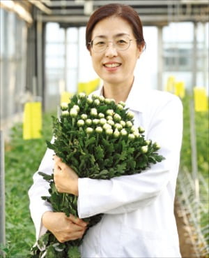 정재아 농촌진흥청 연구사가 전주 농진청 온실에서 자신이 개발한 ‘백강’ 품종 국화를 안고 있다. 덜 핀 상태로 수확한 국화는 일본 등 수출시장에 도착해 판매하는 시점에 개화한다.  농진청 제공 