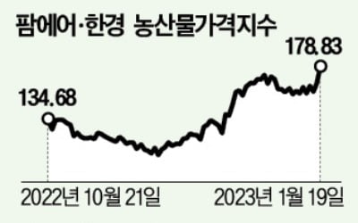 강추위에 설 수요까지…오이·깻잎값 급등