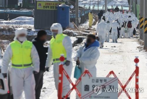 연천·김포 산란계 농장서 AI 항원 검출