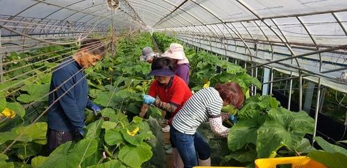 '4시간 일하고 일당 6만원'…충북도, 도시농부 2천명 모집