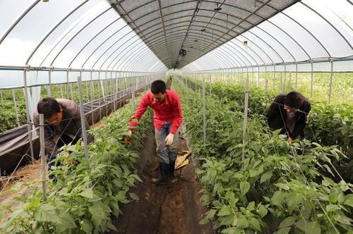 "외국인 하루 고용"…괴산·보은서 공공형 계절근로 시행