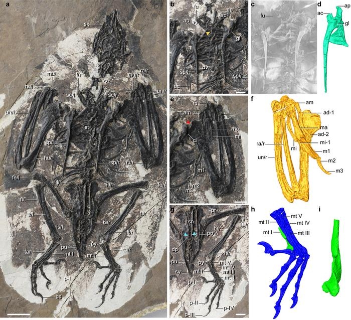 공룡 두개골에 새 몸통 가진 1억2천만년 전 고대 새 화석