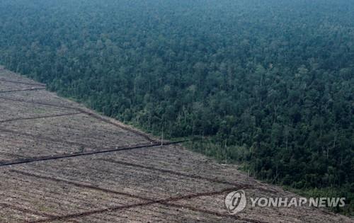 '아시아 허파' 인도네시아, 올해 평년보다 건조…산불 위험 커져