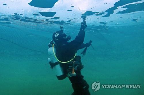 '초봄 날씨에 비까지' 강원 겨울축제장 얼음판 사수 '비상'