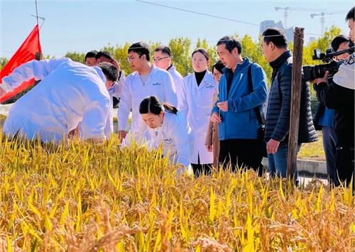 "황무지가 식량기지로"…중국 '해수벼' 재배면적 6만7천㏊ 달해