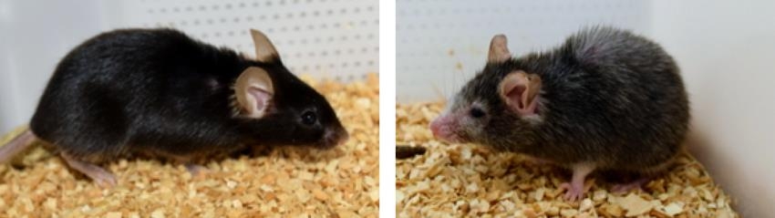 미국 노화 연구팀, 실험실서 늙은 생쥐 '회춘' 성공