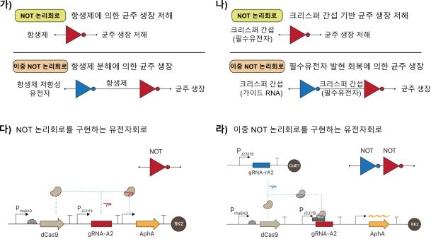 항생제 없이 바이오 제조공정 유전자재조합 세포 선별