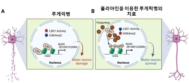 KIST "루게릭병 신규 병리기전 밝혀…치료전략 제시 가능성"