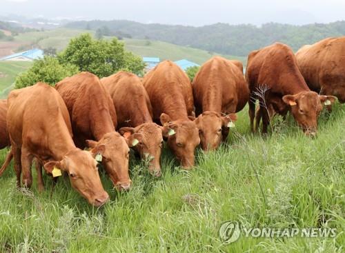 강원도, 한우 품질 고급화 등 축산분야에 561억원 투자