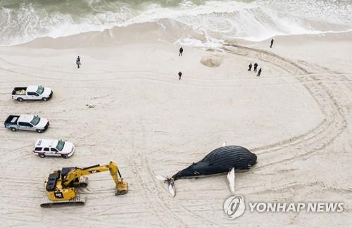 美풍력발전 탓 고래 떼죽음?…환경단체 내분에 정치권까지 불똥