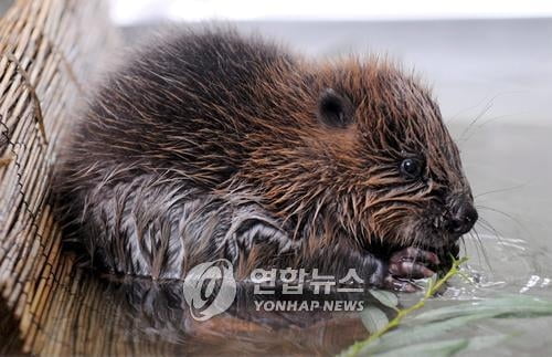 러 복병 만났다…우크라 '뜻밖의 우군' 정체는?