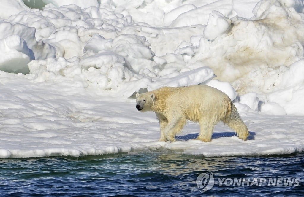 '북극곰의 습격'…알래스카서 1살 아들과 엄마 숨져