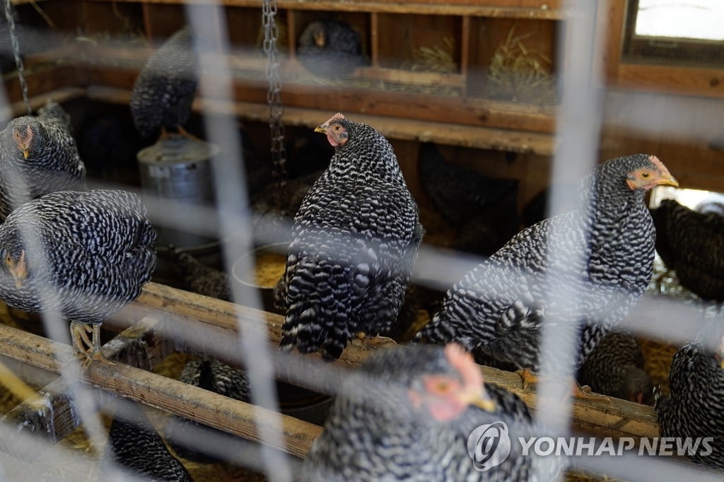 '달걀 대란'에 "차라리 닭 키워야"…때아닌 양계 유행