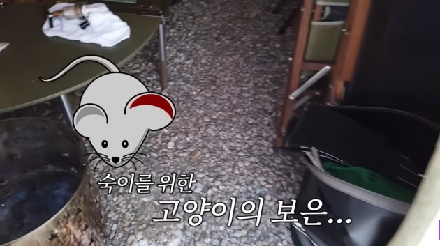 김숙, 캠핑장 텐트에서 죽은 쥐 발견에 "아악!" 비명…고양이의 보은('김숙티비')